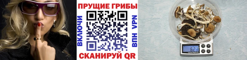 цена   Шахунья  Галлюциногенные грибы Magic Shrooms 